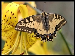 Lilia tygrysia, Motyl, Paź królowej